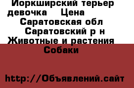 Йоркширский терьер (девочка) › Цена ­ 12 000 - Саратовская обл., Саратовский р-н Животные и растения » Собаки   